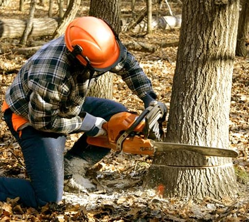 Tree Removal in Mount Airy, GA